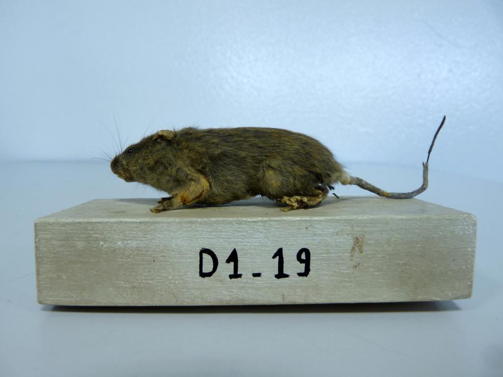 mulot naturalisé