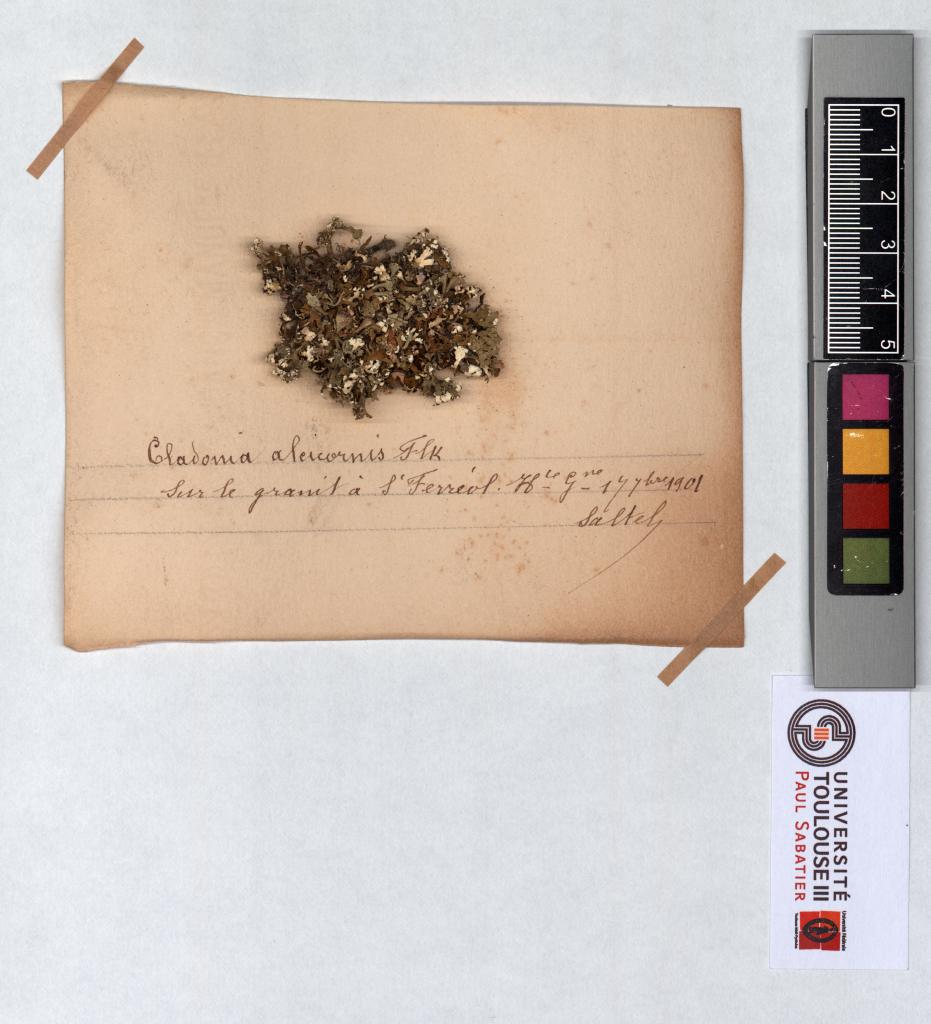 Herbier Saltel : Cladonia alcicornis