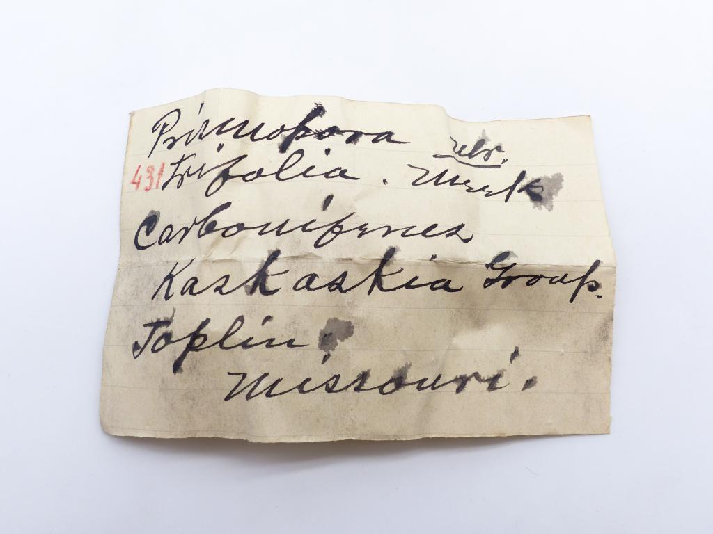 Paléontologie - Prismopora trifolia  (détermination d'origine)