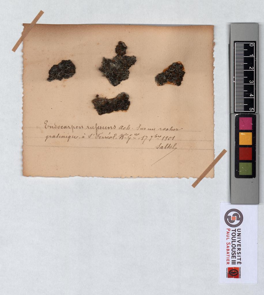 Herbier Saltel : Endocarpon rufescens