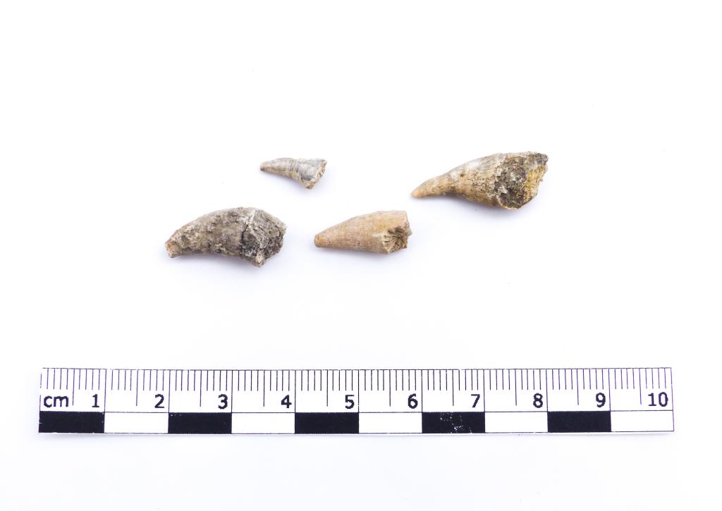 Paléontologie - Zaphrentis spergenensis (détermination d'origine)