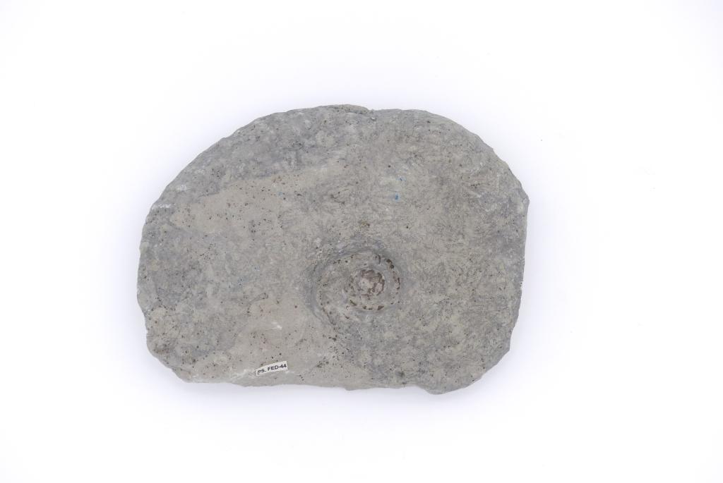 Pachydiscus epiplectus (Redtenbacher, 1873)
