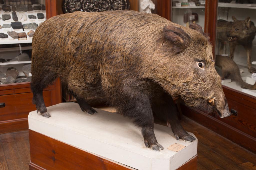 animal naturalisé : sanglier des Palanges