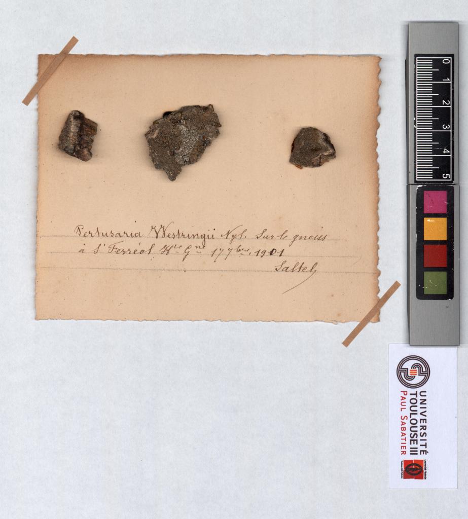 Herbier Saltel : Pertusaria westringii