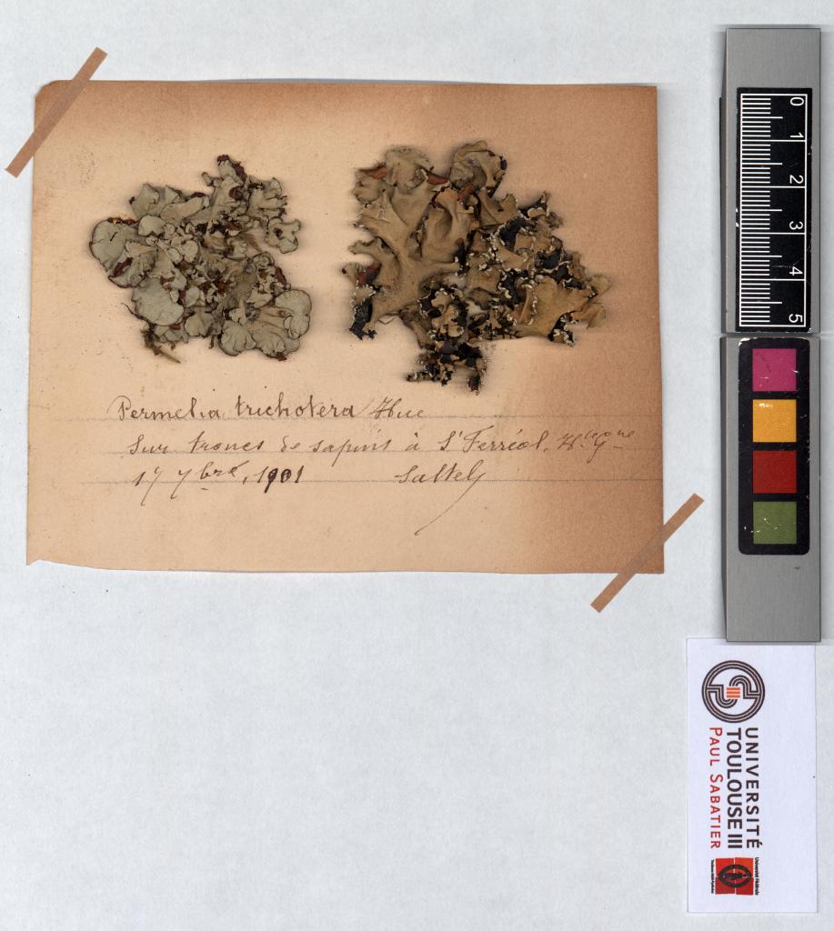 Herbier Saltel : Parmelia trichotera