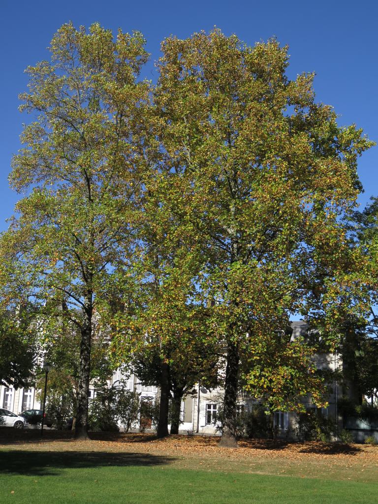 jardin public des Vignaux