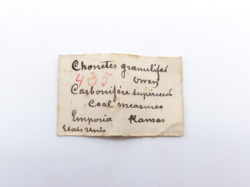 Paléontologie - Chonetes granulifer (détermination d'origine)