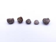 Paléontologie - Rhynchonella grasuenori (détermination d'origine)