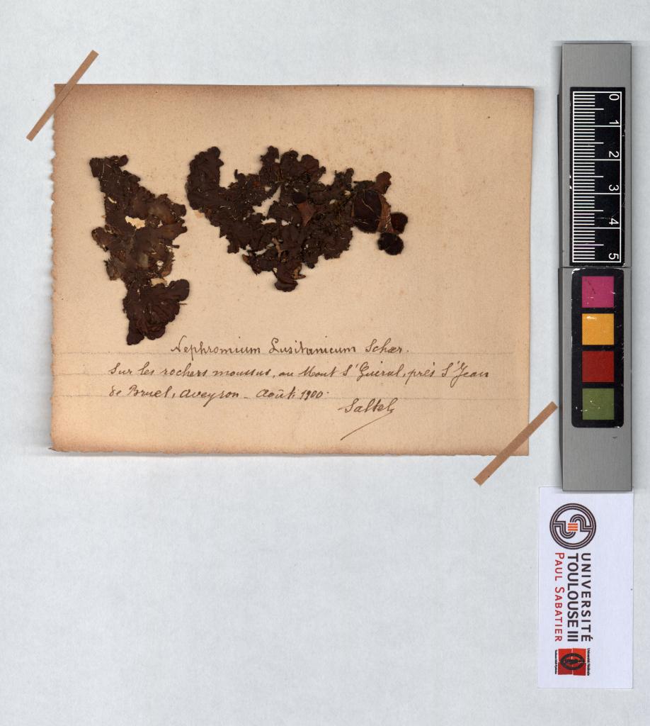 Herbier Saltel