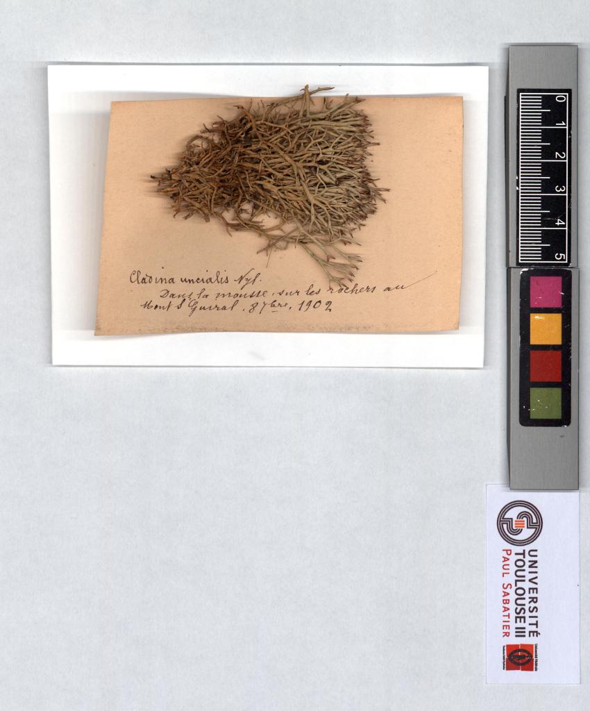 Herbier Saltel