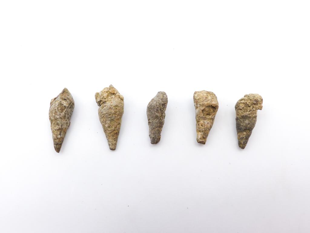 Paléontologie - Bulimorpha sp.  (détermination d'origine)