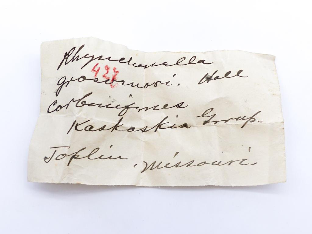 Paléontologie - Rhynchonella grasuenori (détermination d'origine)
